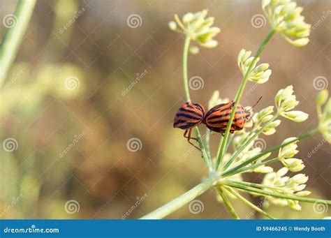 Mating Red And Black Striped Shield Bugs Stock Image Image Of Shield