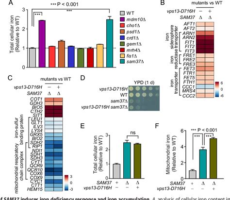 Figure 1 From Endoplasmic Reticulummitochondria Junction Is Required