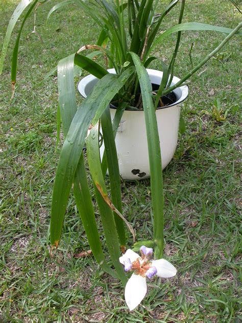 Walking Iris aka Apostle Plant,Iridaceae Neomarica gracilis, live ...