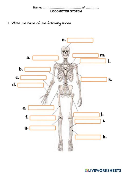 Locomotor System Science Worksheet Live Worksheets