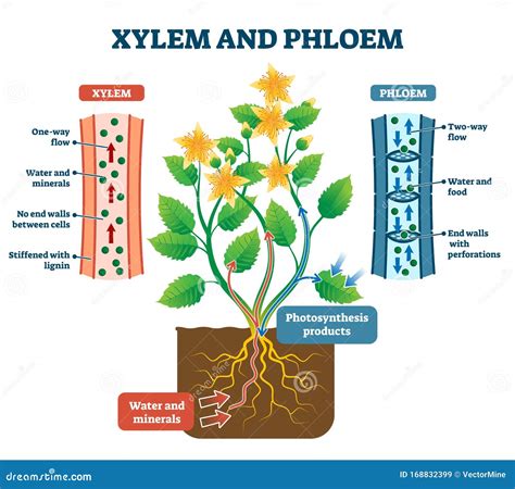 Xylem and Phloem Vector Illustration. Labeled Plant Transportation ...