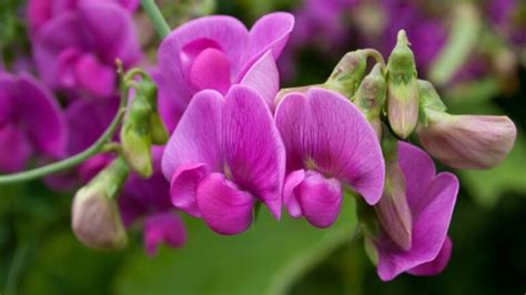 How to Grow Sweet Pea Flowers & What to Avoid