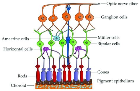 Distribution of the different cell types within the retina. | Download ...