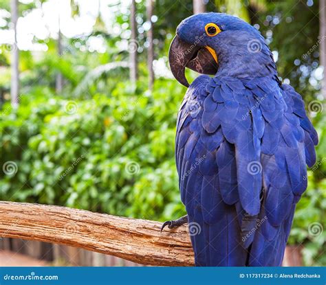 Hyacinth Macaw Playing in Tree, Pantanal, Brazil, Blue Bird Parrot ...