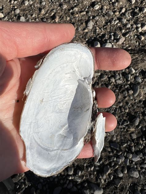 Lampsilis cardium Rafinesque, 1820