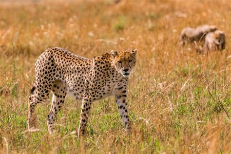 Cheetah Portraits Strolling In The Greenland Savannah On The Lookout In