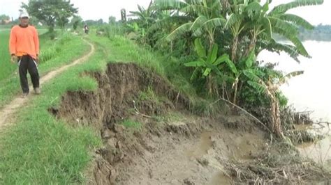 Tanggul Sungai Bengawan Solo Di Bojonegoro Nyaris Jebol Petani