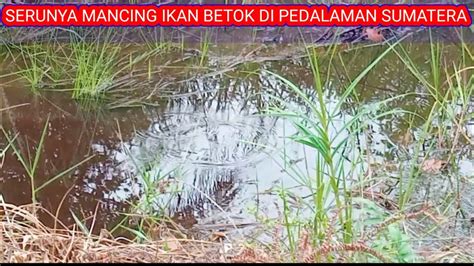 Serunya Mancing Ikan Betok Di Pedalaman Sumatera Youtube