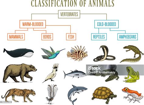 Classificação Dos Animais Mamiferos Repteis Anfibios Peixes E Aves - Vetores de Classificação Dos Animais Aves De Mamíferos Anfíbios Répteis ...