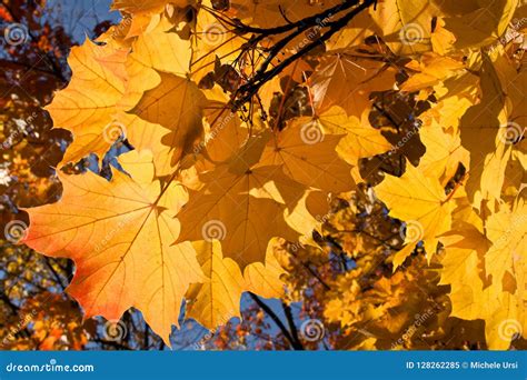 Hojas De Arce Amarillas Y Anaranjadas Hermosas Del Otoño Imagen de