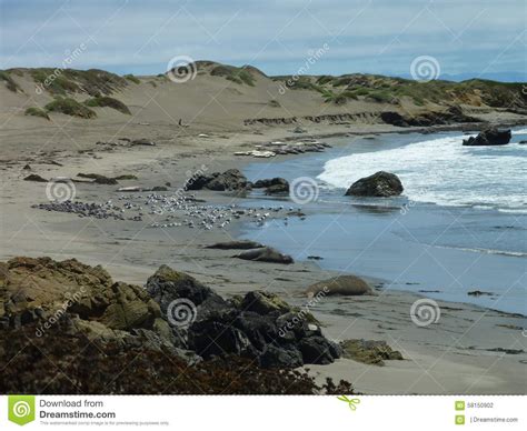 Elephant Seals Near Hearst Castle Stock Photo - Image of birds, dunes ...