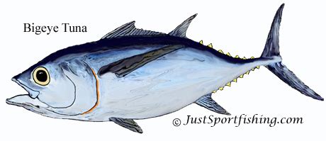 Bigeye Tuna