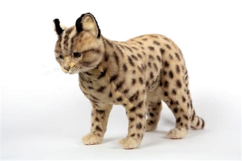 Leopard Cat Shihu 55cmL - Hamac Trading