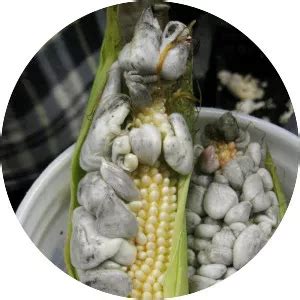 Corn smut - Fungus - Whois - xwhos.com