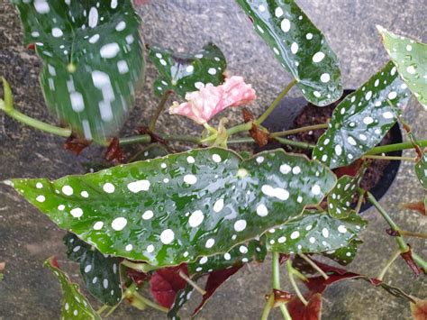 Mother Plant Begonia Maculata Pokadot White Variegated Japan Furniture