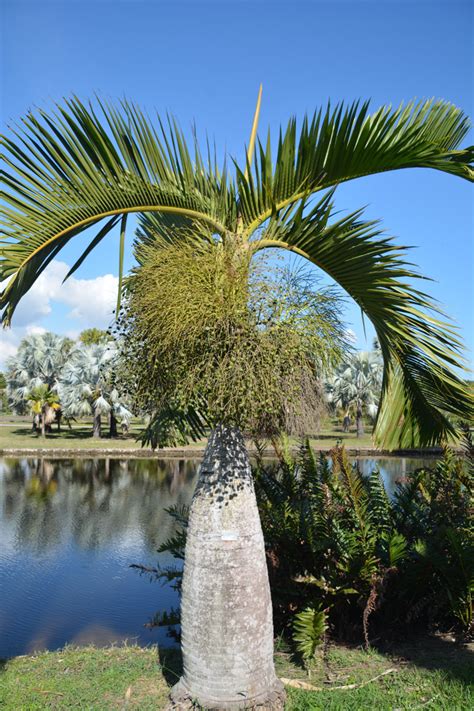 Hyophorbe Lagenicaulis Arecaceae Image 126706 At PhytoImages Siu Edu