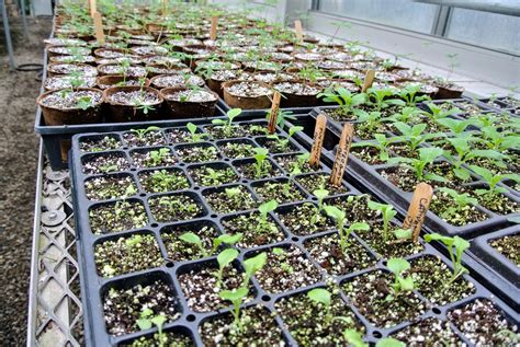 Caring For Seedlings In My Greenhouse The Martha Stewart Blog