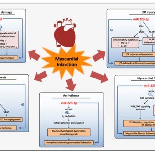 Regulatory Mechanisms Of MiR 223 3p In Myocardial Infarction