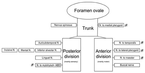 Branches Of The Mandibular Nerve