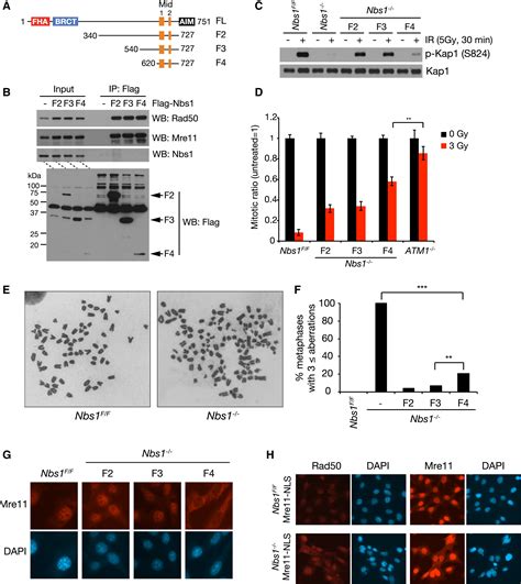 The Mre11 Nbs1 Interface Is Essential For Viability And Tumor