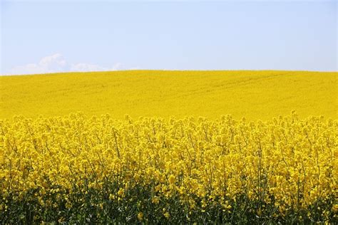 Oilseed Rape Field Of Rapeseeds Free Photo On Pixabay Pixabay