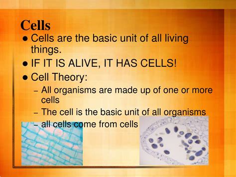 Ppt Cell Organelles And Their Functions Powerpoint Presentation Free