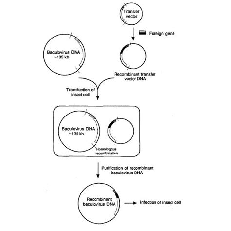 Cloning Strategy Using A Baculovirus Transfer Vector Download Scientific Diagram