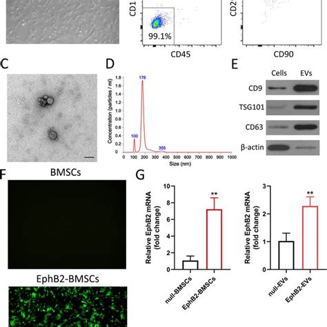 Ephb Ephrin B Axis Promotes The Homing Of Evs To Inflammatory Colon