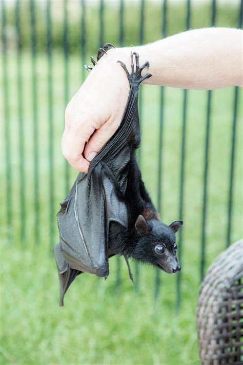 Bats Qld Cute Bat Baby Bats Animals Wild