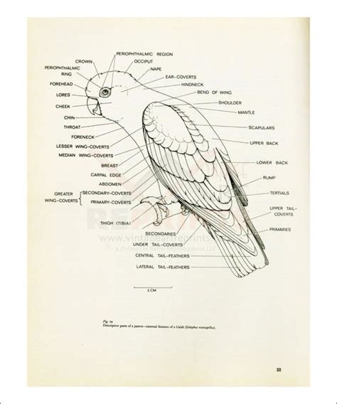 Anatomy of a Parrot no. 22 - Retro-Reproductions, LLC.