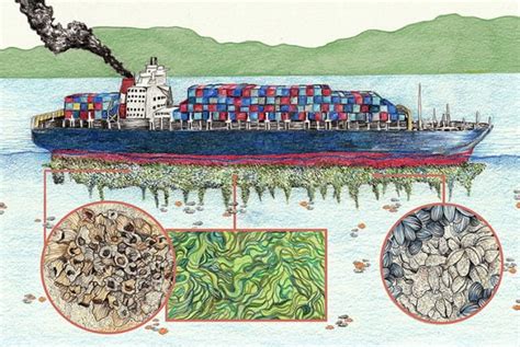 A Gua De Lastro De Navios E A Bioinvas O Mar Sem Fim