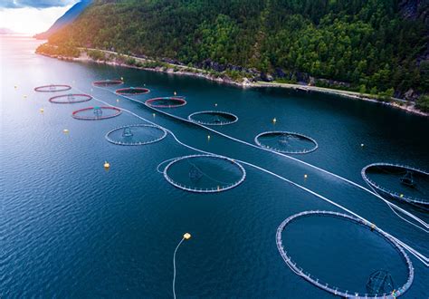 Fish Farming Environmental Impact Giles Cadman Blog