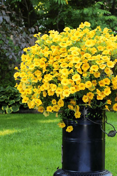 Calibrachoa Growing Tips