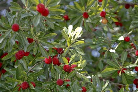 Madrone Tree Facts: Growing Madrone Trees In The Landscape | Gardening ...