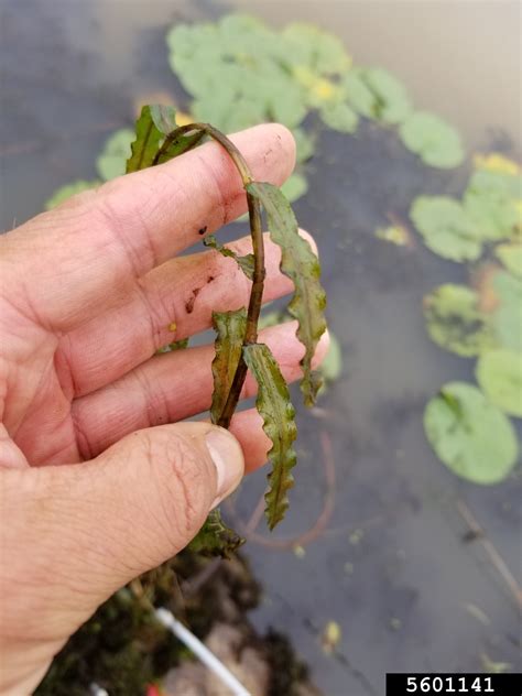 Curly Leaf Pondweed Potamogeton Crispus