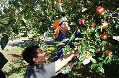 りんごの収穫🍎 社会福祉法人浅舞感恩講からのお知らせはこちらからご覧ください