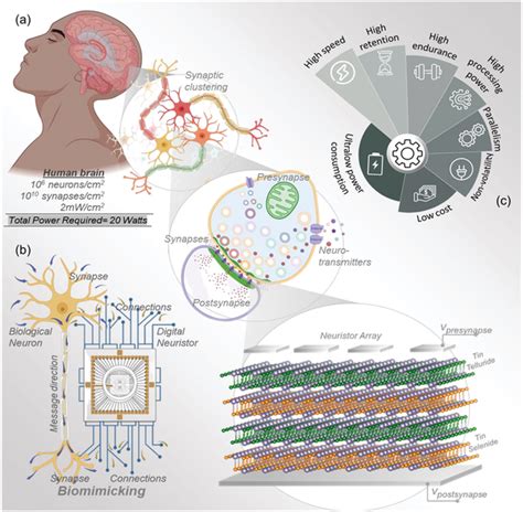 Biomimicking Hierarchy From Human Brain To Quantum Topological