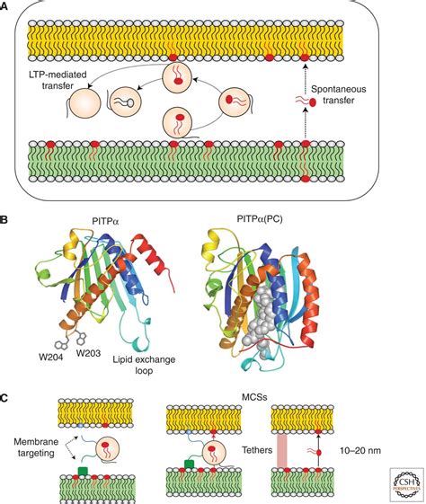 Nonvesicular Lipid Transfer From The Endoplasmic Reticulum