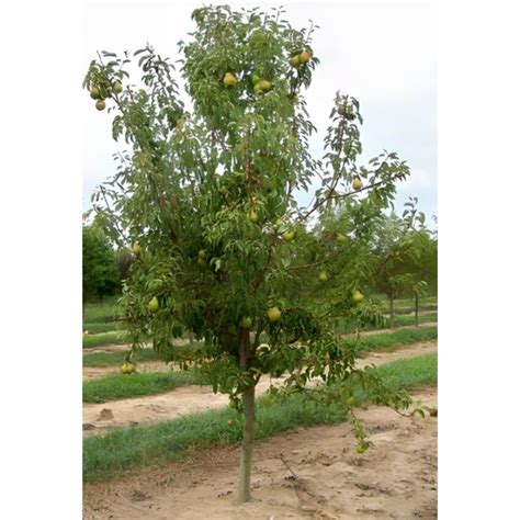 Babugosha Fruit Plants- Indian Pear Fruit Plants & Tree