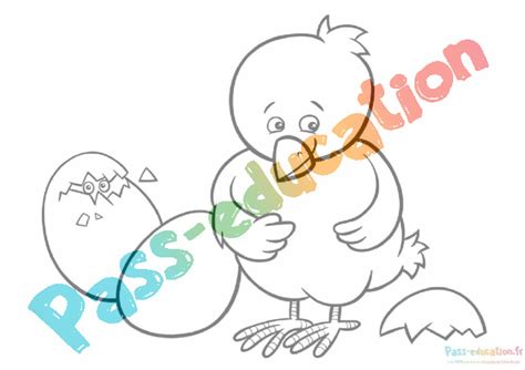 Coloriage Gratuit De Poussin T L Chargez Et Imprimez Des Dessins