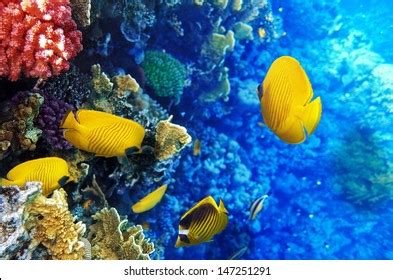 Coral Fish Red Sea Egypt Africa Stock Photo Shutterstock