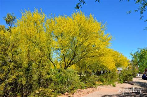 Palo Verde In Bloom Desert Gardening 101