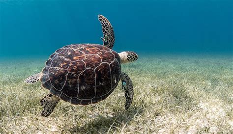 Sea Turtles Serene Marine Marvels And How We Affect Them Natural