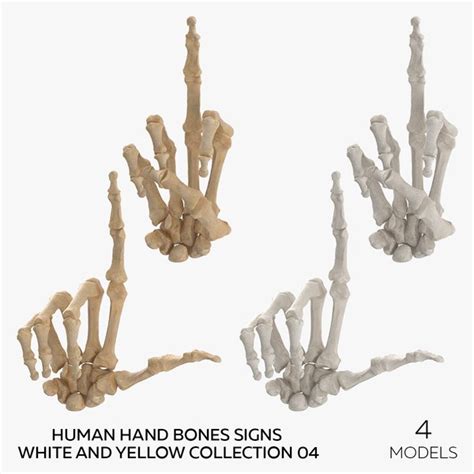 Skeletal Hand 3d Models For Download Turbosquid