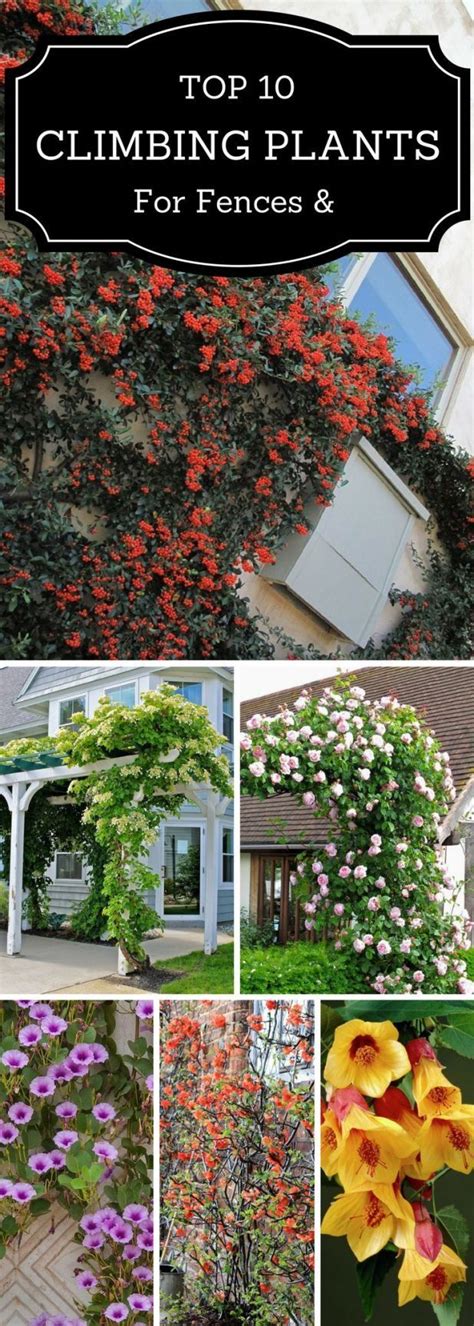 Top 10 Beautiful Climbing Plants For Fences And Walls Plants