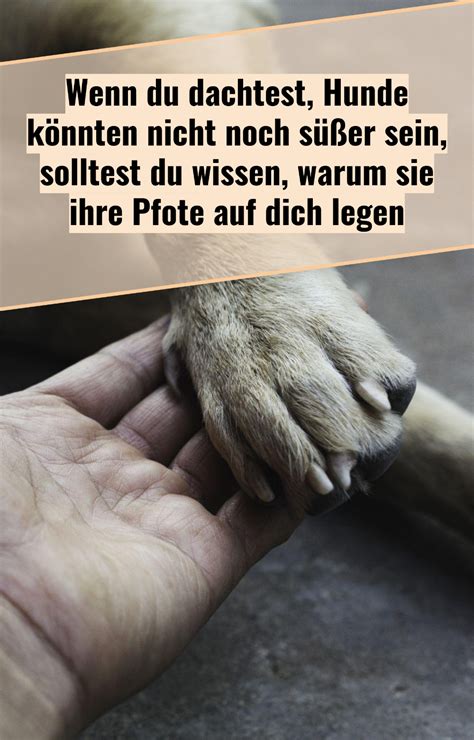 Körpersprache Das bedeutet es wenn dein Hund Pfote auf dich legt