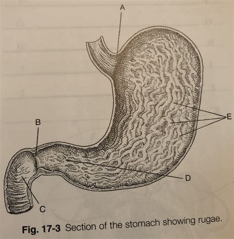 Section of the stomach showing rugae Diagram | Quizlet