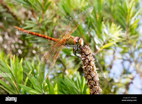 Asuncion Paraguay Rd November A Dragonfly Coryphaeschna