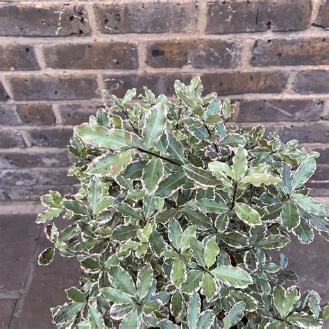 Pittosporum Tenuifolium Elizabeth Pot Size 4l The Boma Garden Centre