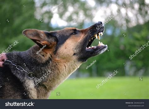 Dog Side Profile Royalty Free Images Stock Photos And Pictures